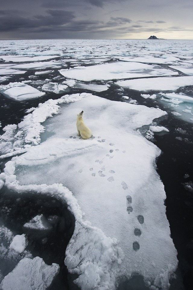The polar bear on ice floe iPhone 4s wallpaper 