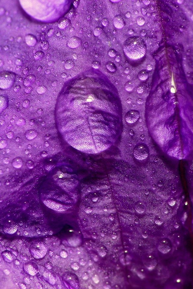640x960 Purple Flower Close Up - flower iPhone 4s Wallpaper