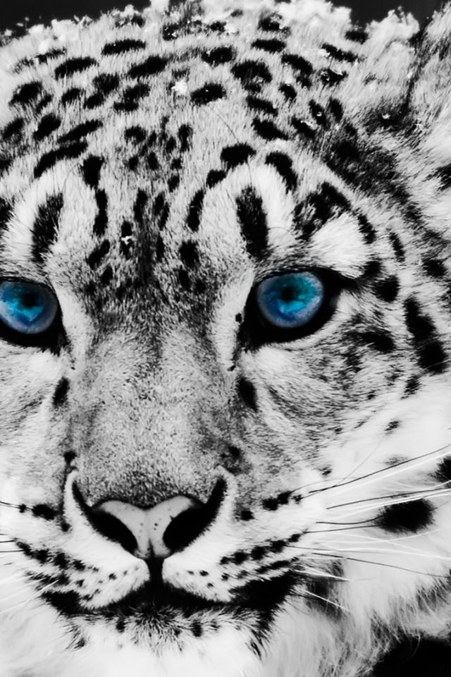 Snow Leopard Iphone 4s Wallpapers Free Download