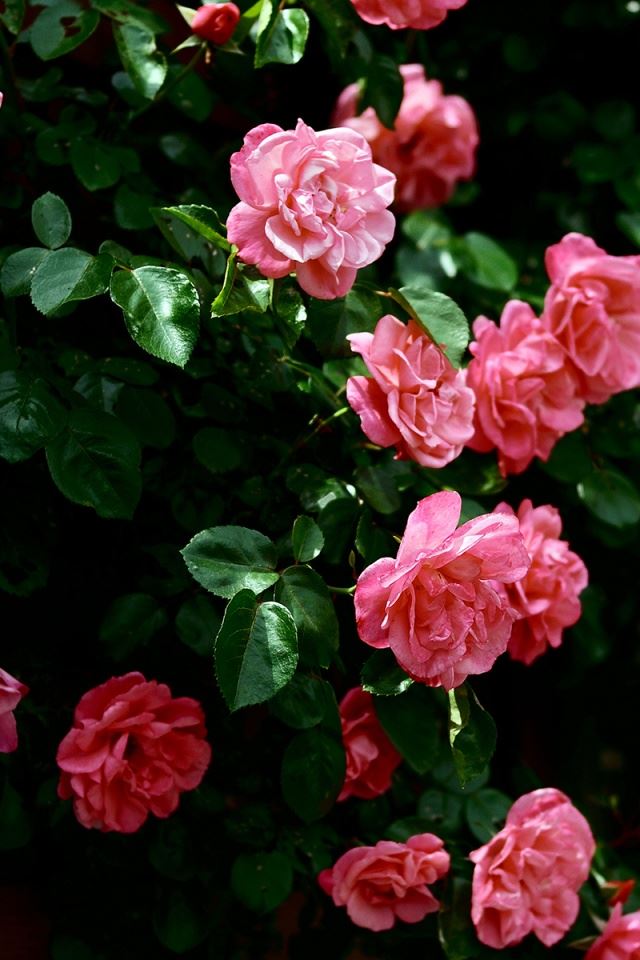 640x960 Roses - flower iPhone 4s Wallpaper