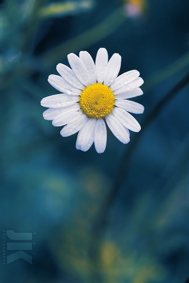 Daisy Flower iPhone 4s Wallpapers Free Download