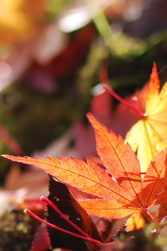 640x960 Fallen Maple Leaves - green iPhone 4s Wallpaper