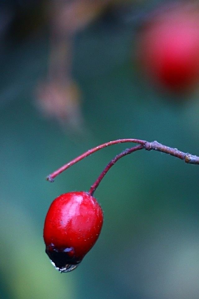 640x960 Red Berry Close Up - berry iPhone 4s Wallpaper