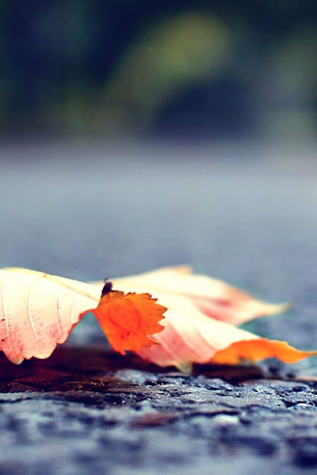 640x960 First Day Of Autumn - first iPhone 4s Wallpaper