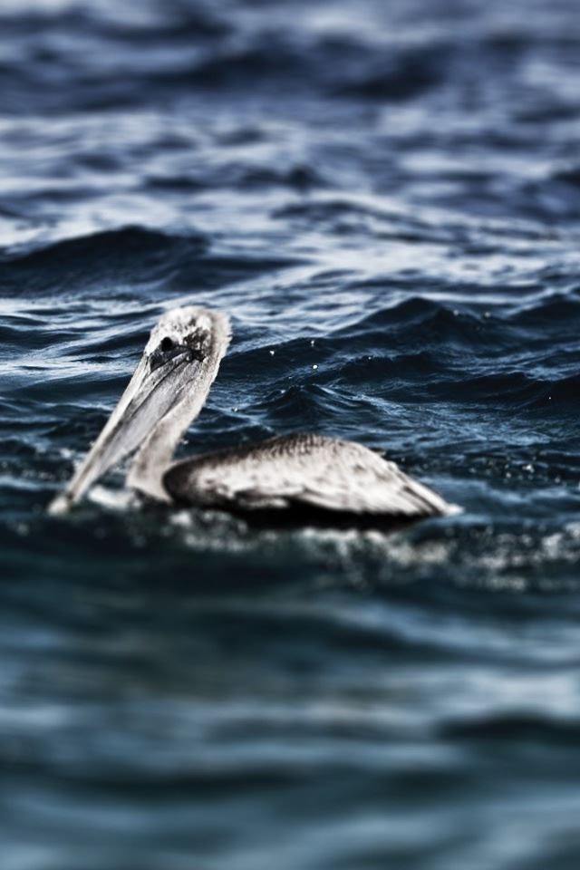 640x960 White Pelicans -  iPhone 4s Wallpaper