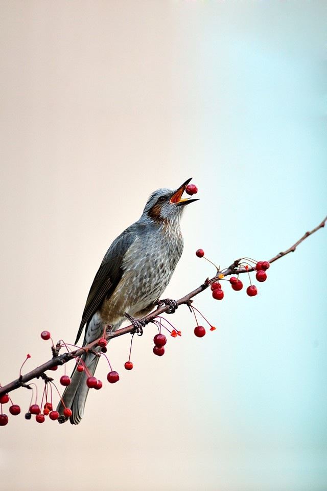 640x960 Birds 4 - twig iPhone 4s Wallpaper