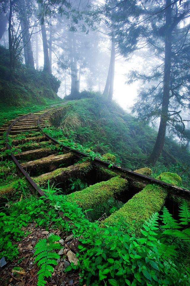 640x960 Abandoned Railways - tree iPhone 4s Wallpaper