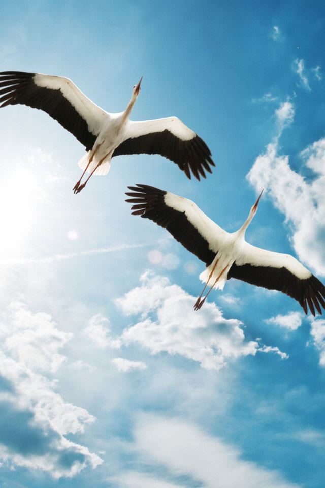 640x960 Storks - sunshine iPhone 4s Wallpaper