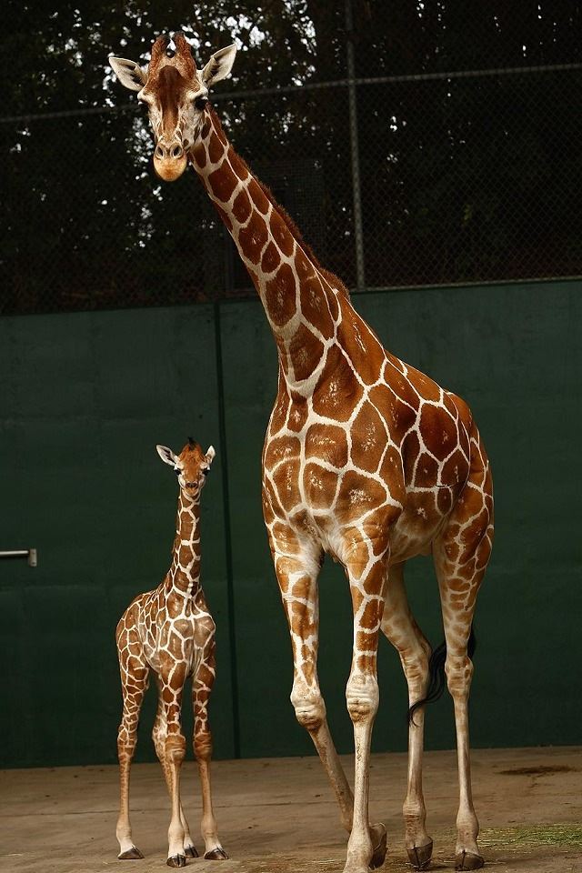 640x960 Giraffe Baby - baby iPhone 4s Wallpaper