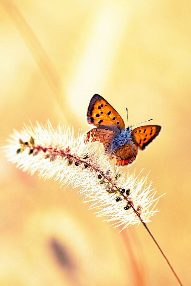 640x960 Butterfl - sunshine iPhone 4s Wallpaper