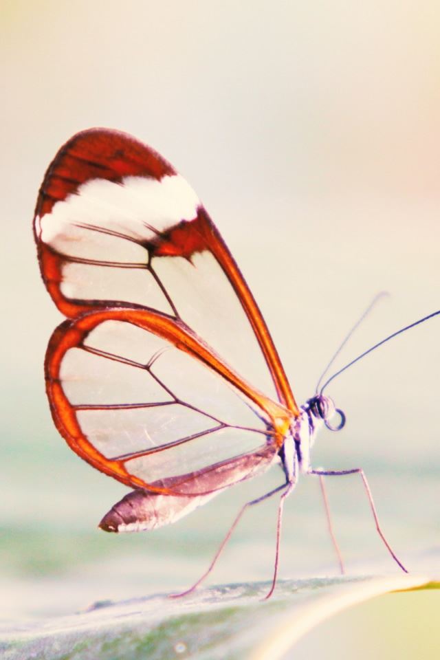 640x960 Transparent Wings Butterfly - transparent iPhone 4s Wallpaper