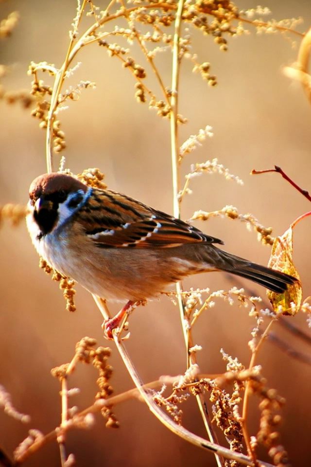 640x960 Animal 4 - bird iPhone 4s Wallpaper