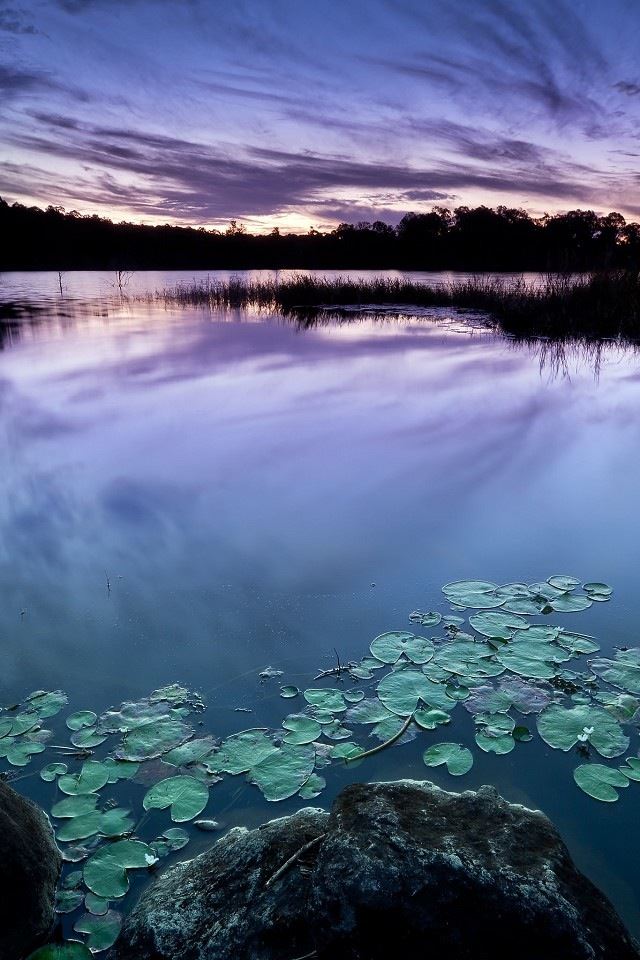 640x960 Lake water lily - water lily iPhone 4s Wallpaper