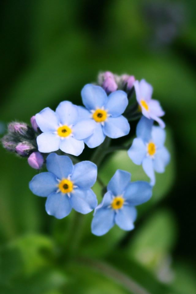 640x960 Forget Me Not Flower - gray iPhone 4s Wallpaper