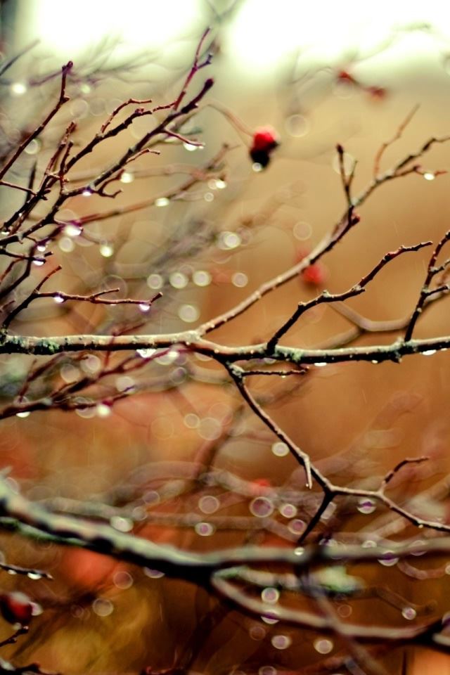 640x960 Wet Branches - wet iPhone 4s Wallpaper