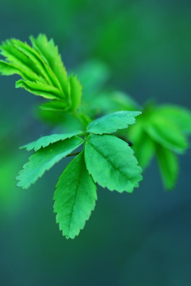 640x960 Green Spring Leaves - spring iPhone 4s Wallpaper