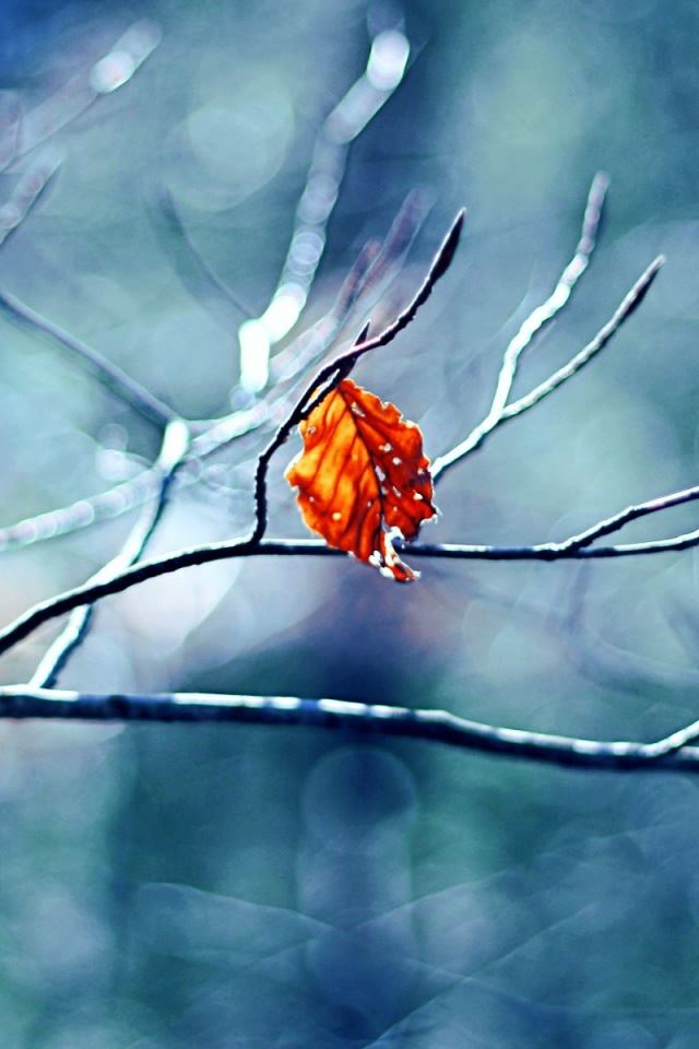 640x960 Before Winter Begins - branch iPhone 4s Wallpaper