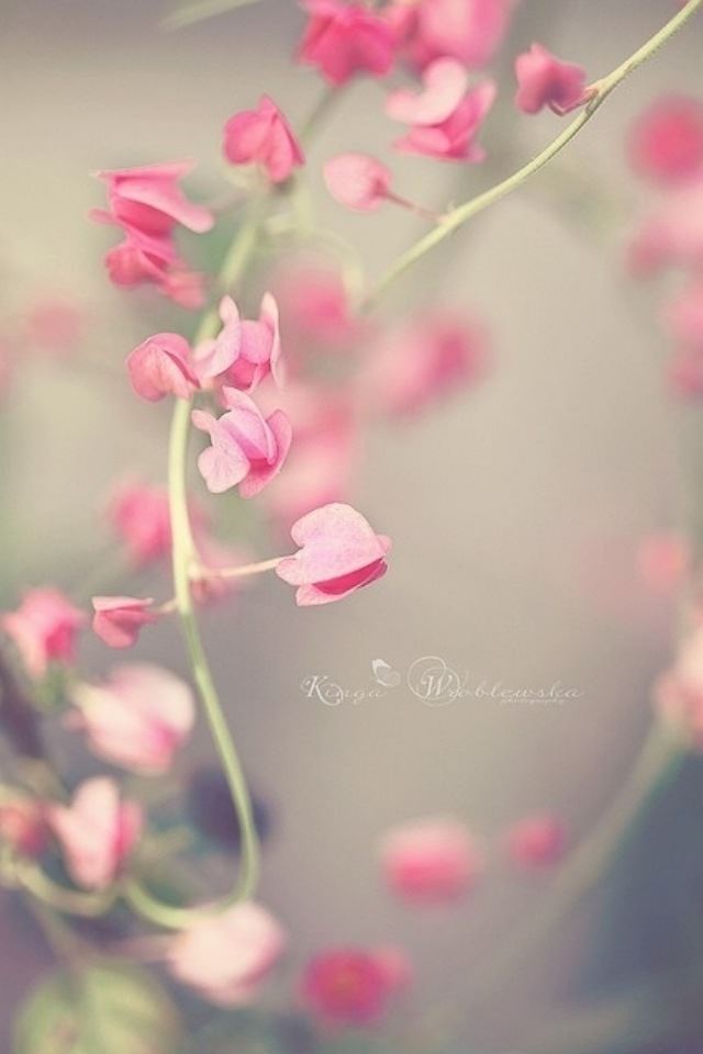 640x960 Pretty little flowers -  iPhone 4s Wallpaper