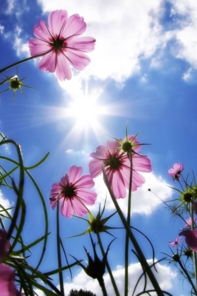 640x960 Beautiful Day - sun iPhone 4s Wallpaper