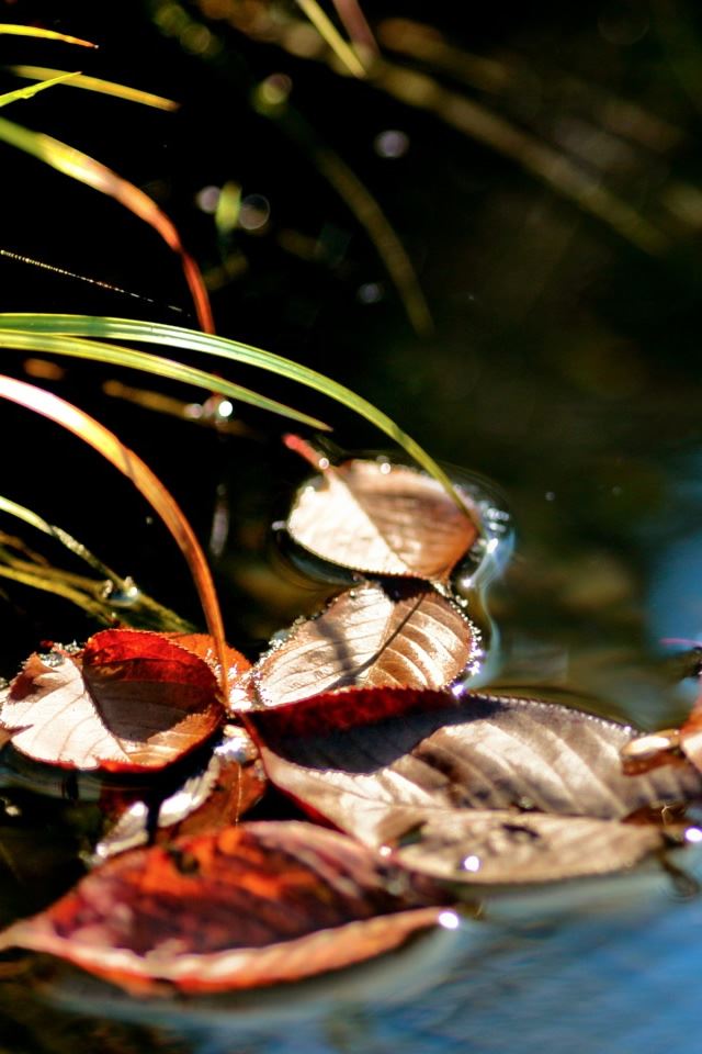 640x960 The Moment - plant iPhone 4s Wallpaper
