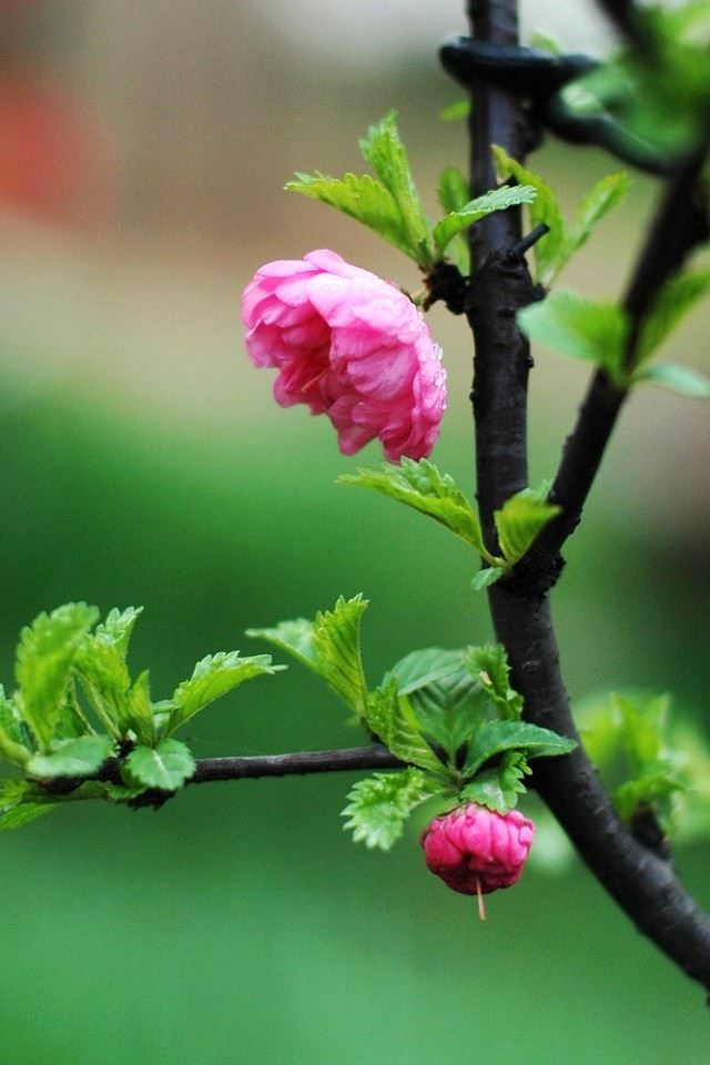 640x960 Pretty little flowers - bud iPhone 4s Wallpaper