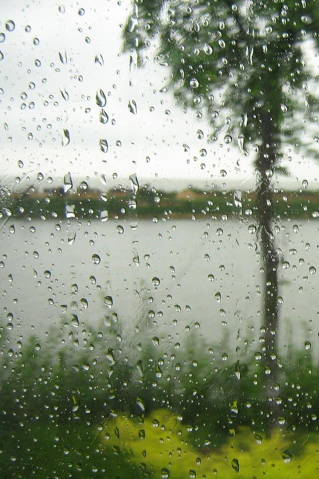 640x960 Rain scene in the glass - tree iPhone 4s Wallpaper