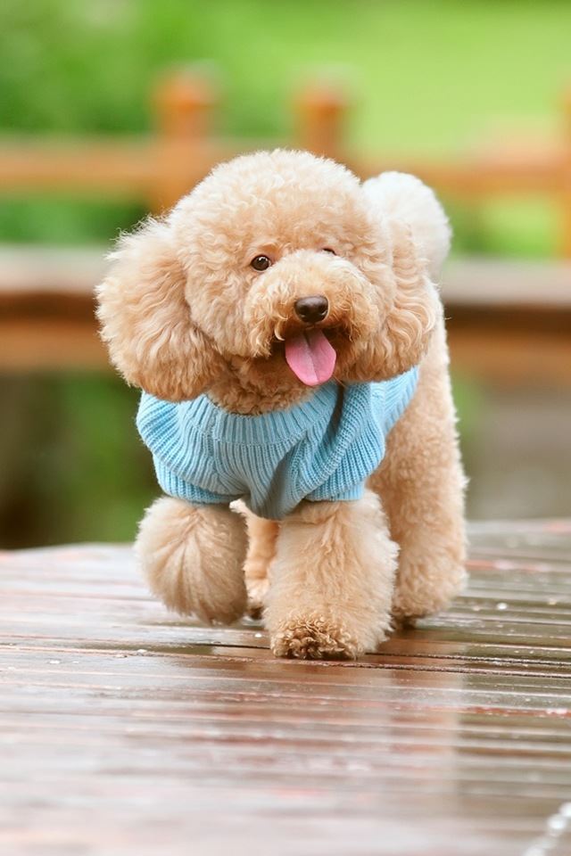640x960 Cute puppy - puppy iPhone 4s Wallpaper