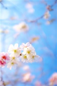 Pretty little cherry wallpaper