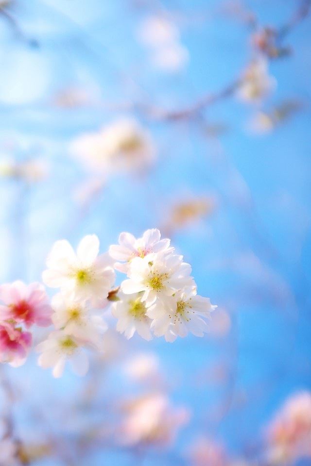 640x960 Pretty little cherry -  iPhone 4s Wallpaper