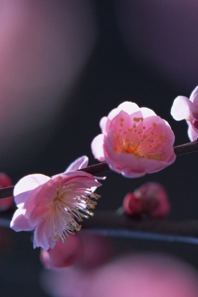 640x960 Pink Blossom Flowers - blossom iPhone 4s Wallpaper