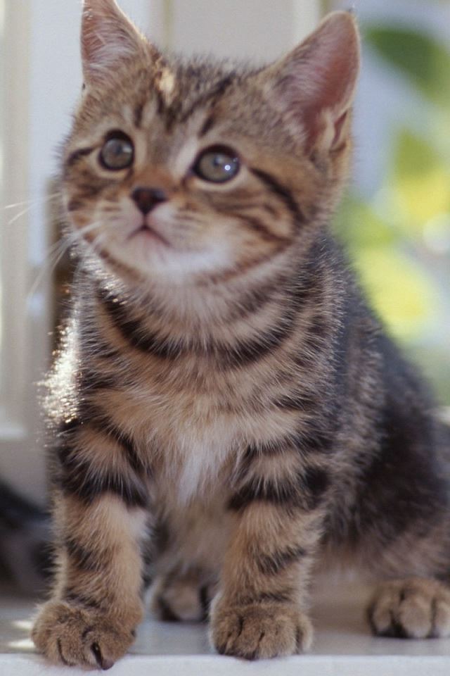 640x960 Tabby Kittens - cat iPhone 4s Wallpaper