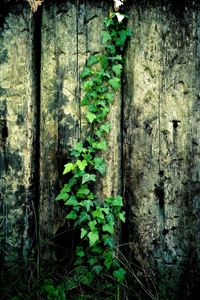 Wooden fence on the vine wallpaper