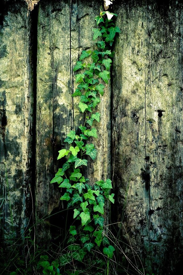 640x960 Wooden fence on the vine - black iPhone 4s Wallpaper