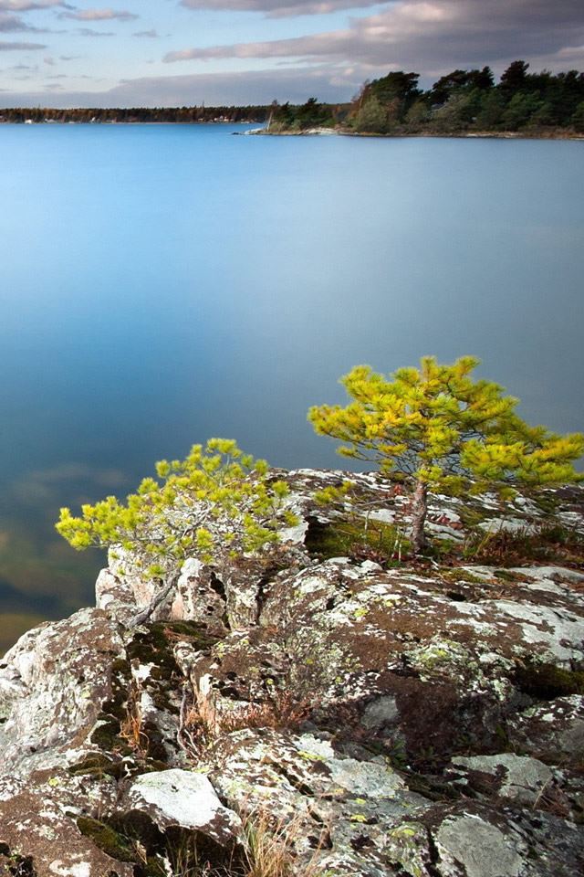 640x960 Clear Water - tree iPhone 4s Wallpaper