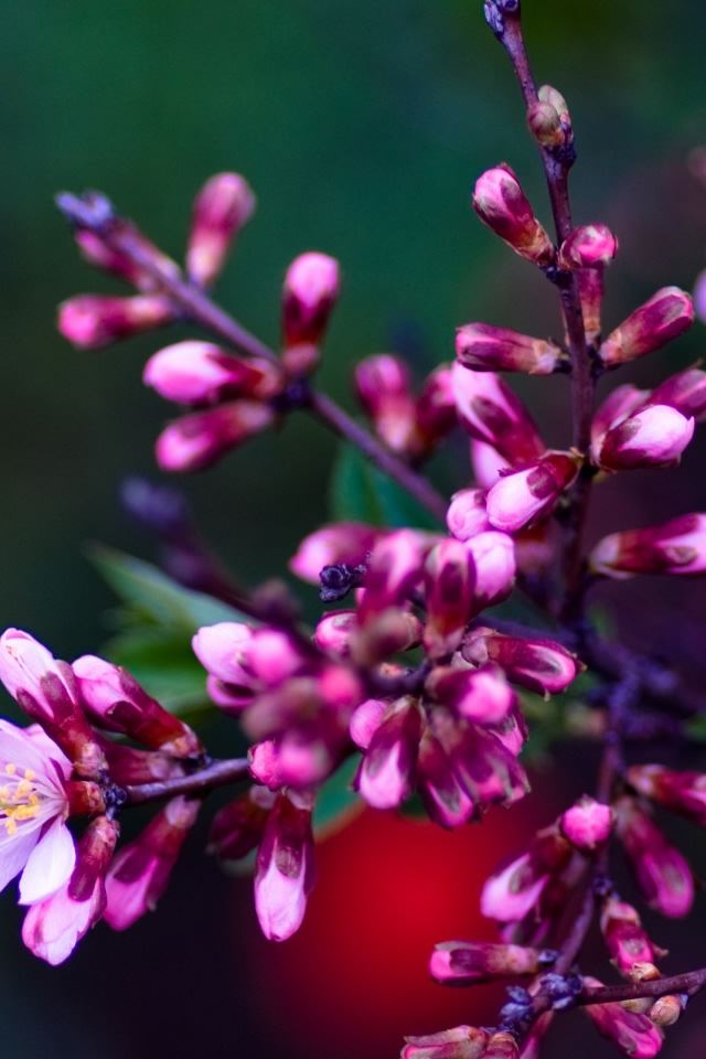 640x960 Pink Buds 2 - flower iPhone 4s Wallpaper