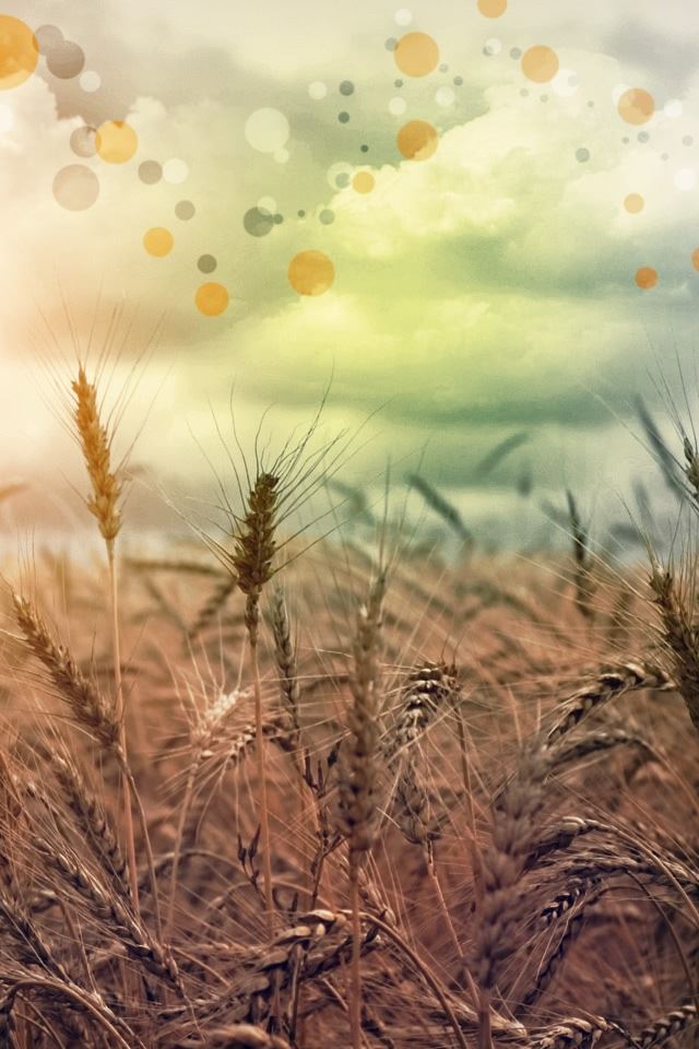 640x960 Rainbow Country - wheat iPhone 4s Wallpaper