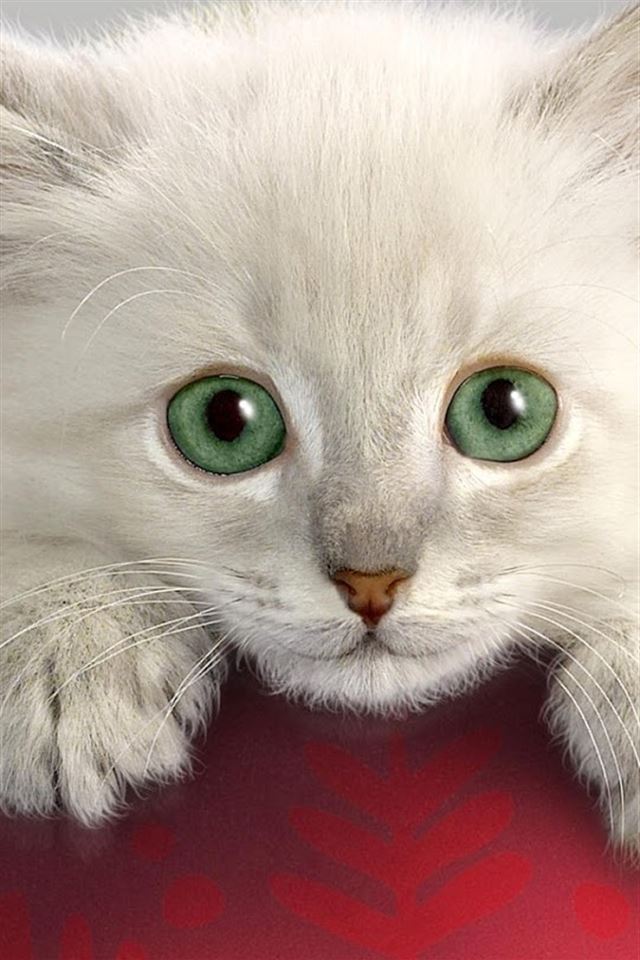 Cute cat iPhone 4s wallpaper 