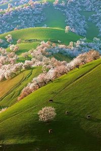 Spring in the hills wallpaper