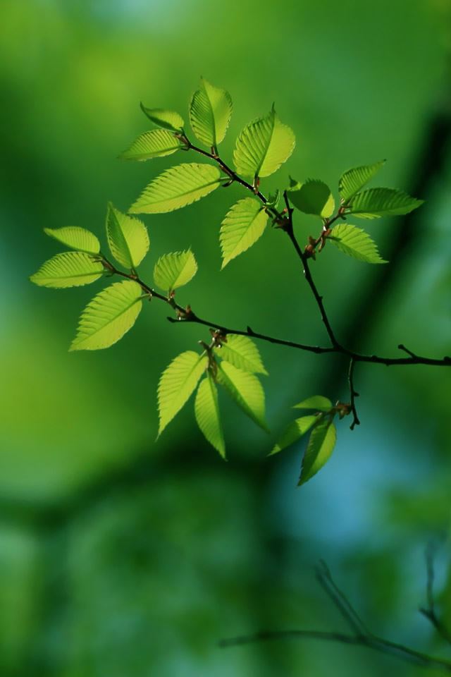 640x960 Green Tree -  iPhone 4s Wallpaper