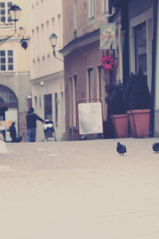 640x960 European Street In Color - plant iPhone 4s Wallpaper