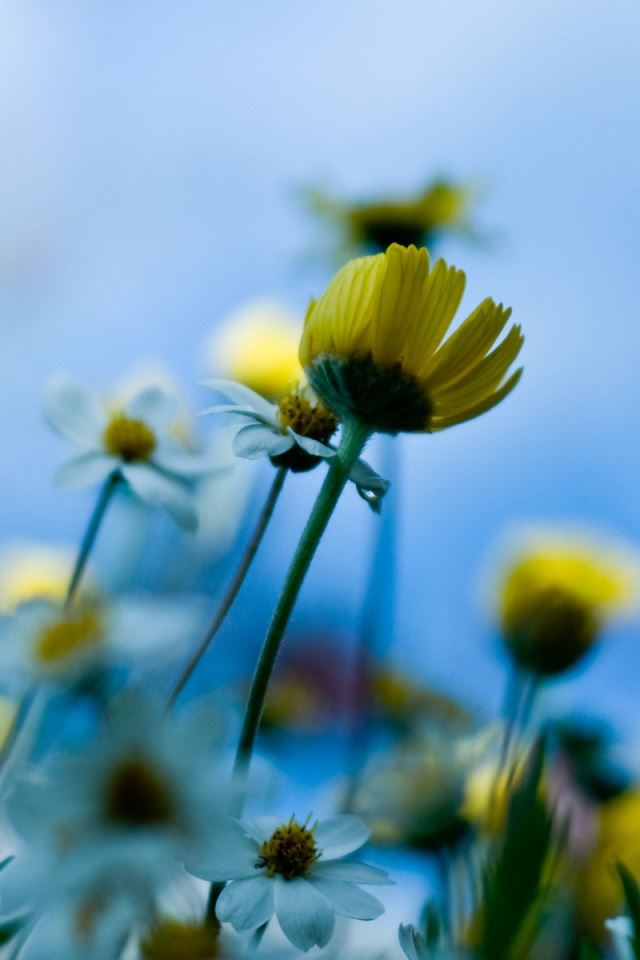 640x960 Small Spring Flowers - spring iPhone 4s Wallpaper