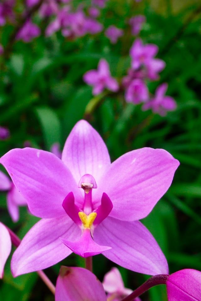 640x960 Orchid 3 - orchid iPhone 4s Wallpaper