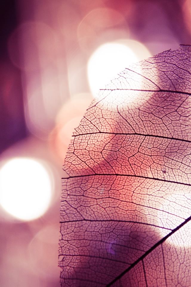 640x960 Leaf - circle iPhone 4s Wallpaper
