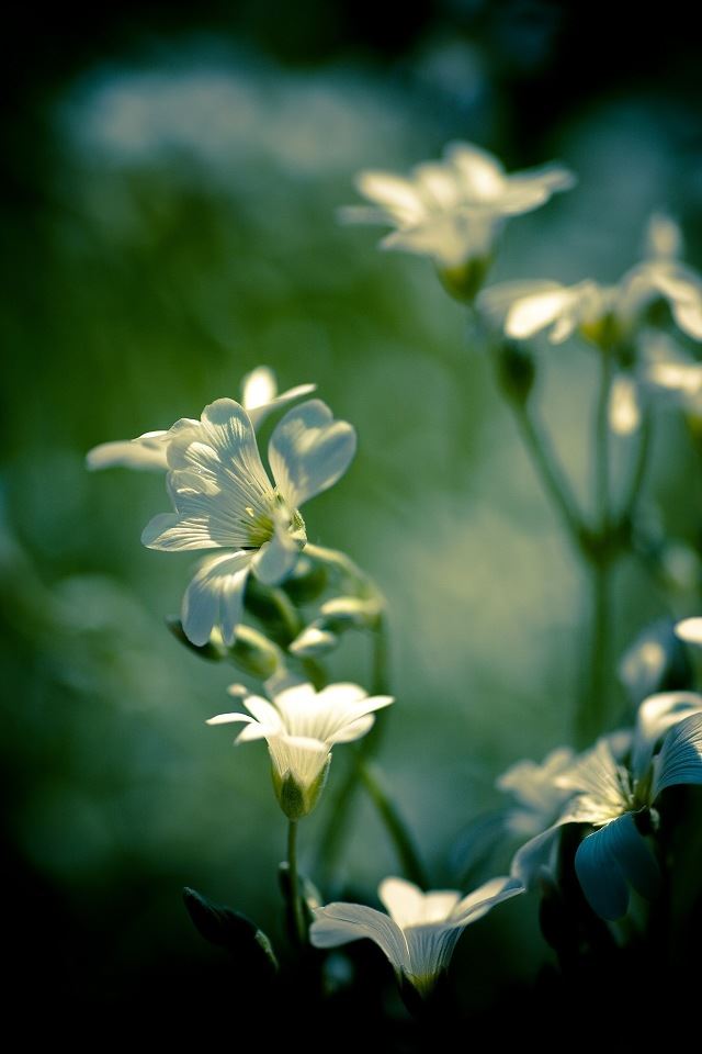 640x960 Pretty little flowers - spring iPhone 4s Wallpaper