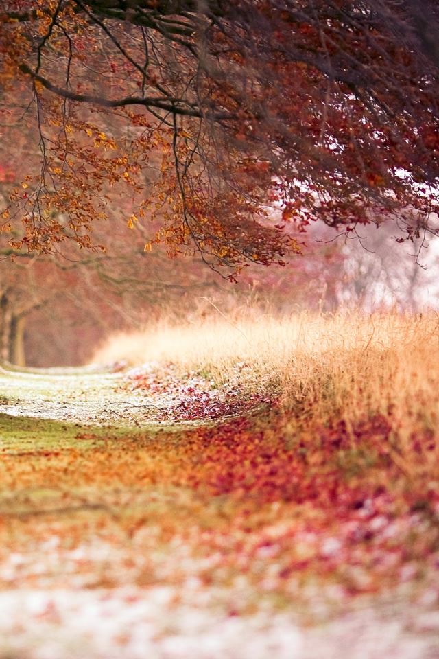 640x960 Beech Autumn Trees - sunshine iPhone 4s Wallpaper