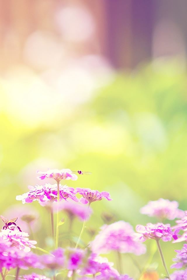 640x960 Marigold Lilac Purple Flowers - white iPhone 4s Wallpaper
