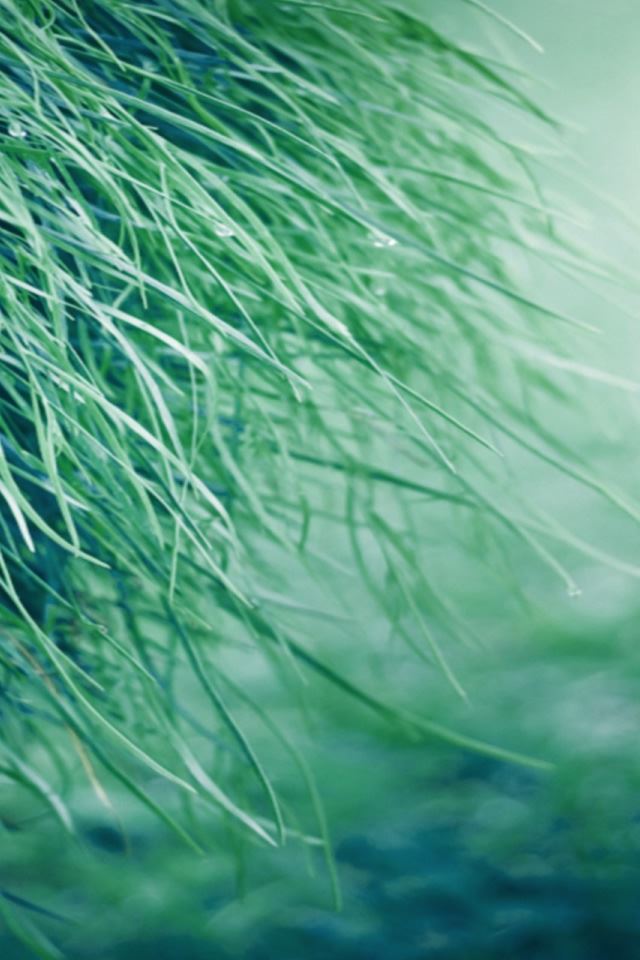 640x960 Pure Grass - pure iPhone 4s Wallpaper