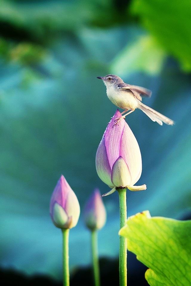 640x960 Bird stand in the lotus - bird iPhone 4s Wallpaper
