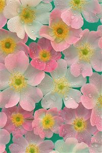 Matte finish petals wallpaper
