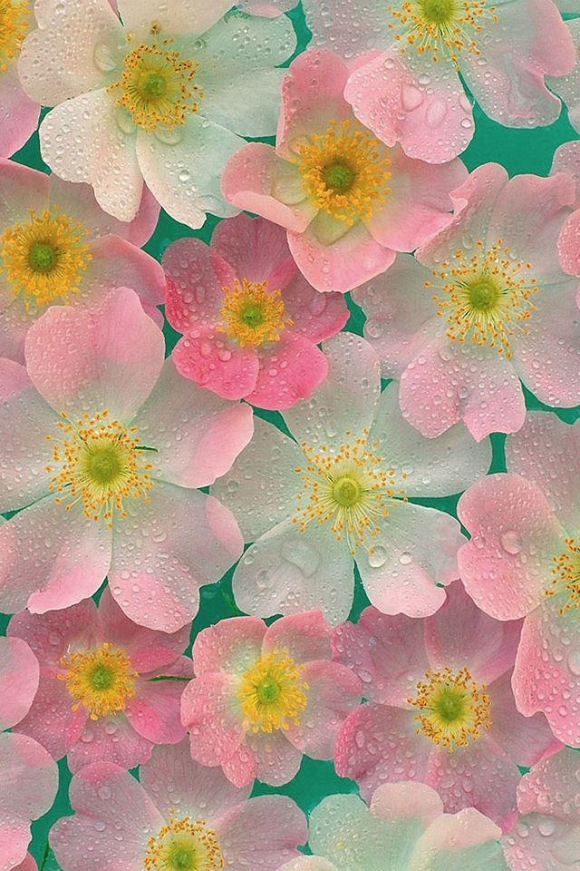 640x960 Matte finish petals - drop iPhone 4s Wallpaper